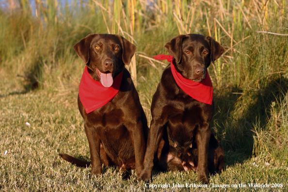 Chocolate Labrador Retrievers in field