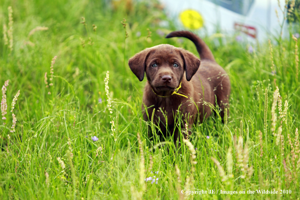 Chocolate Labrador Retriever Puppy