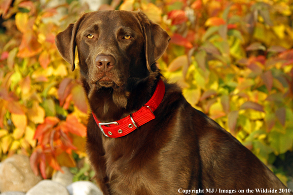 Chocolate Labrador Retriever