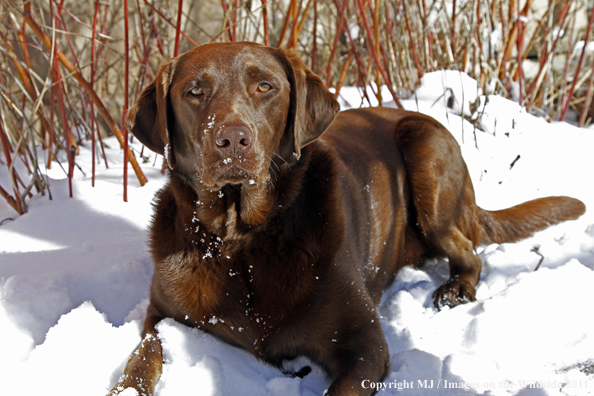 Chocolate Labrador Retriever lying in the snow