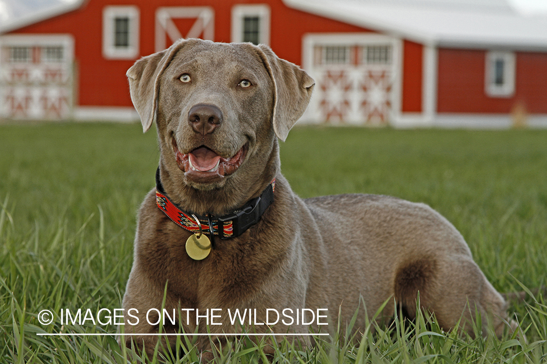 Chocolate (Silver) Labrador Retriever