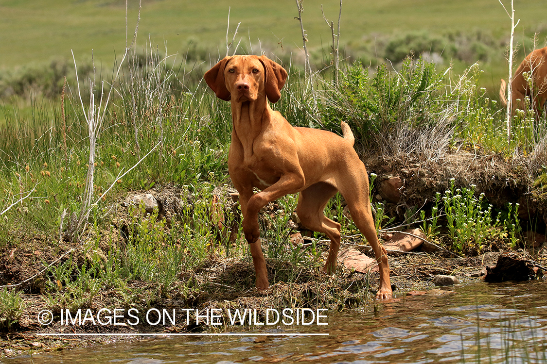 Vizsla on river bank.