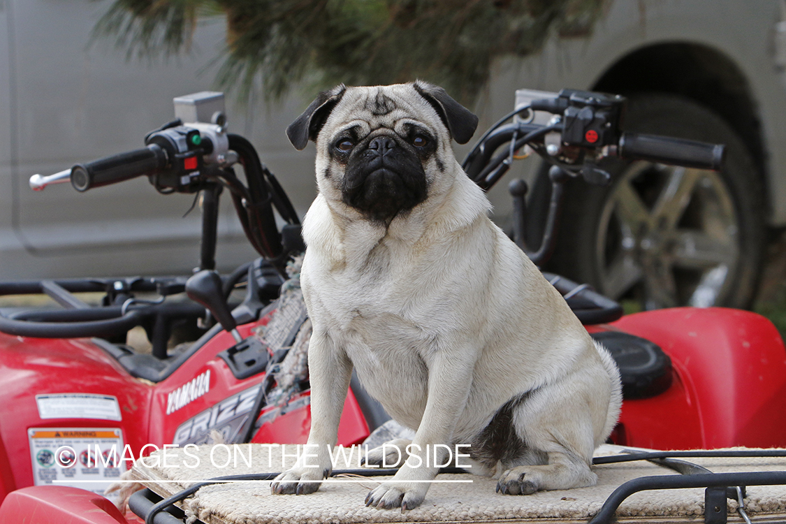 Pug on four wheeler.