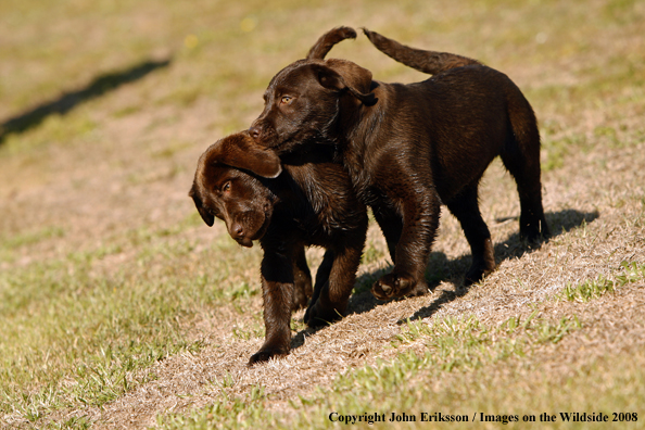 Chocolate Labrador Retriever puppies in field