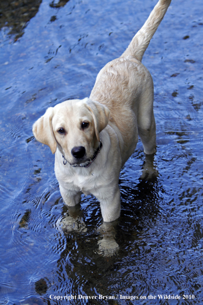 Yellow Labrador Retriever Puppy