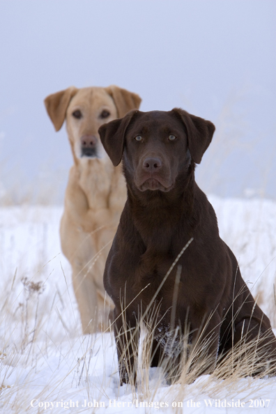 Yellow and Chocolate Labrador Retrievers