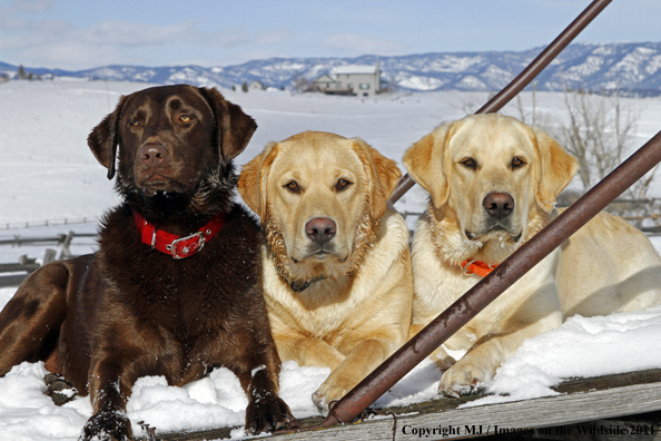 Yellow Labrador Retrievers and Chocolate Labrador Retriever 