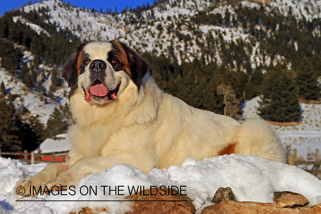 St. Bernard in field.