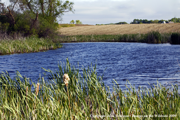 Wetlands near crop fields