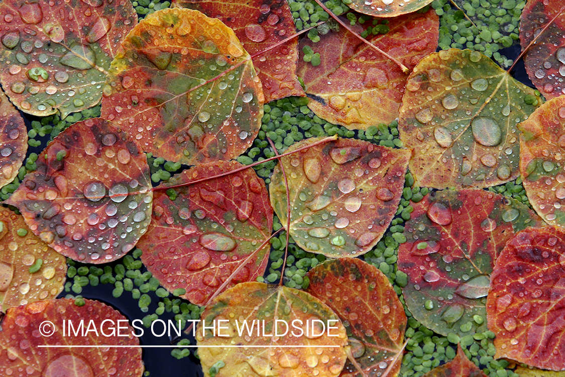 Close-up of aspen leaves and duckweed on pond.