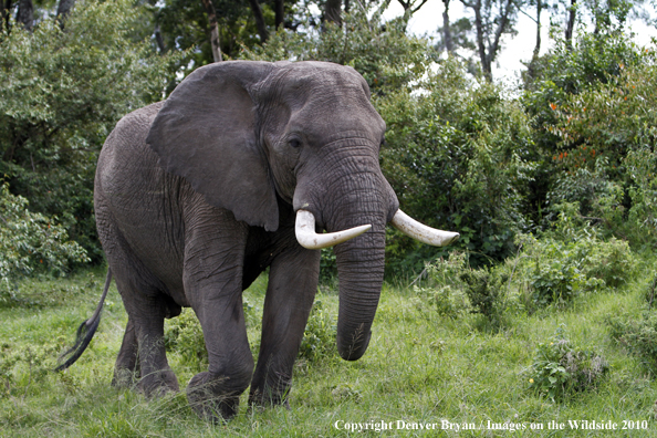 African Bull Elephant 