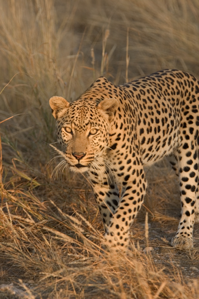 Leopard in habitat. Africa