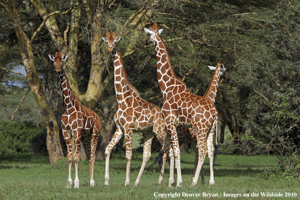 Reticulated Giraffe 