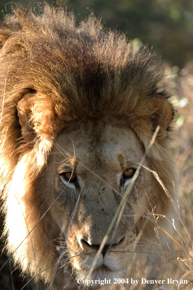 Male African lion in habitat. Africa