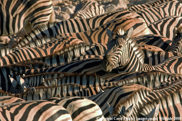 Burchell's Zebra Herd