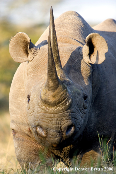 Black rhino in Africa.