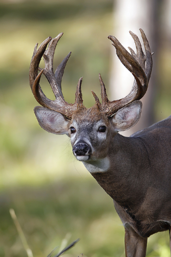 White-tailed buck in habitat.