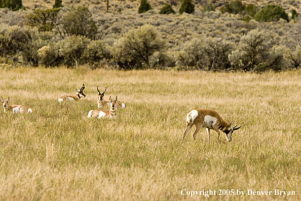 Antelope/pronghorn in field.