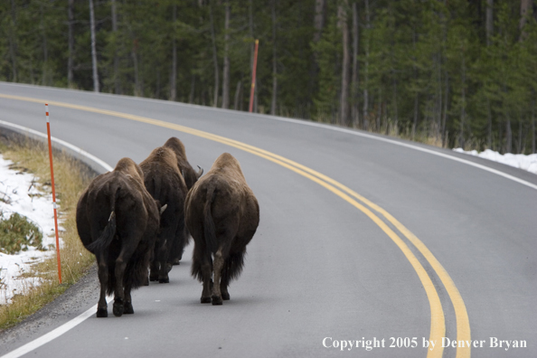 Great American Bison in habitat in Yellowstone National Park.