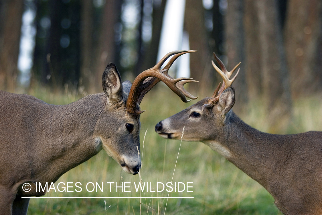 White-tailed deer in habitat. 