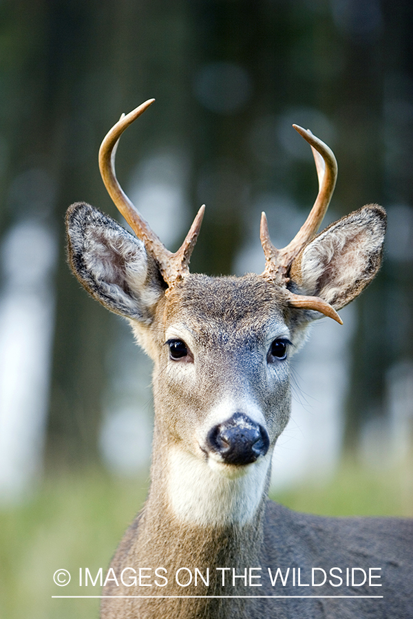 White-tailed deer in habitat. 