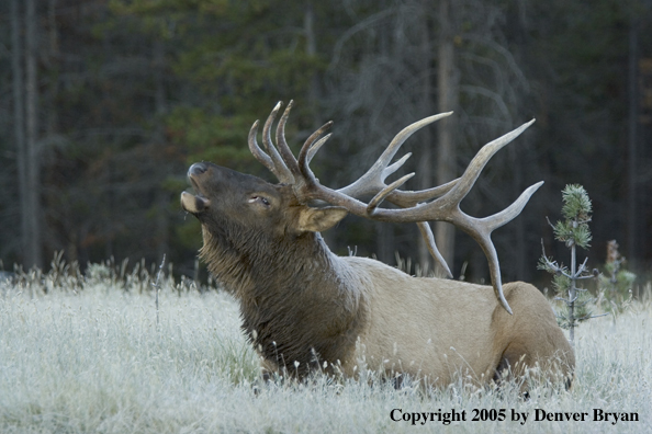 Rocky Mountain bull elk bugling while bedded down.