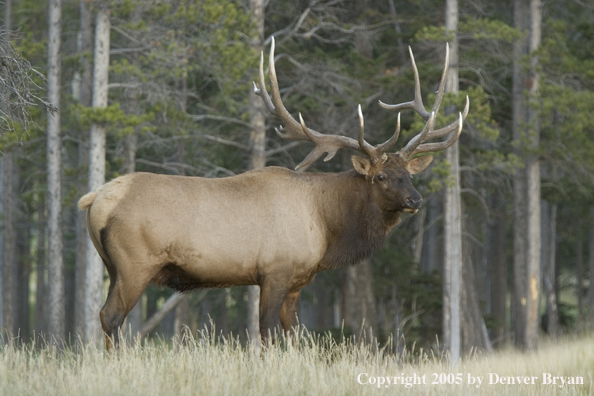 Rocky Mountain bull elk walking in field.