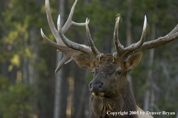 Rocky Mountain bull elk.