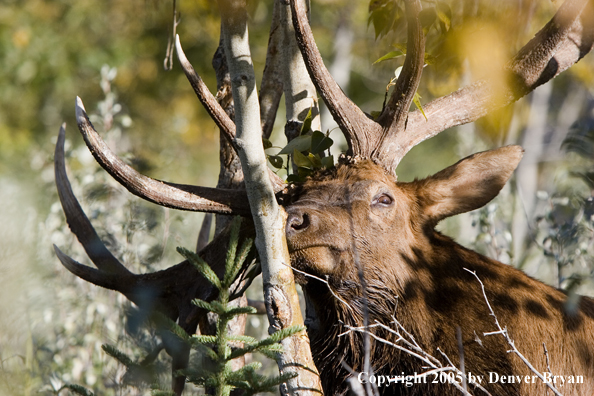 Rocky Mountain bull elk rubbing.