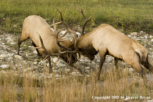 Bull elk fighting.