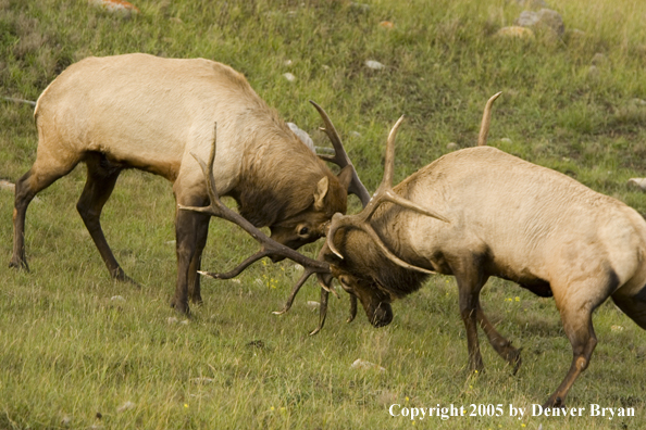 Bull elk fighting.