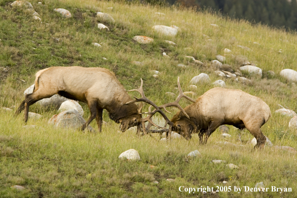 Bull elk fighting.