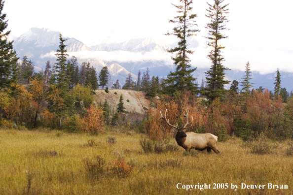 Bull elk in habitat.