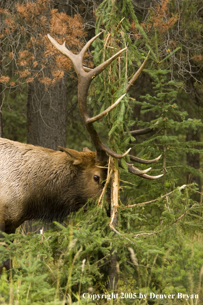 Bull elk rubbing on sapling.