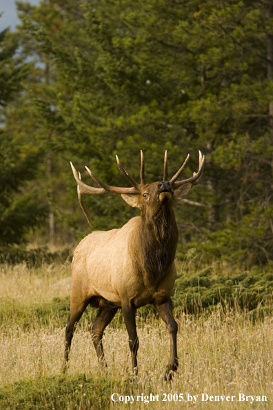 Rocky Mountain bull elk bugling.