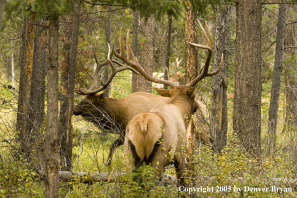 Bull elk fighting.