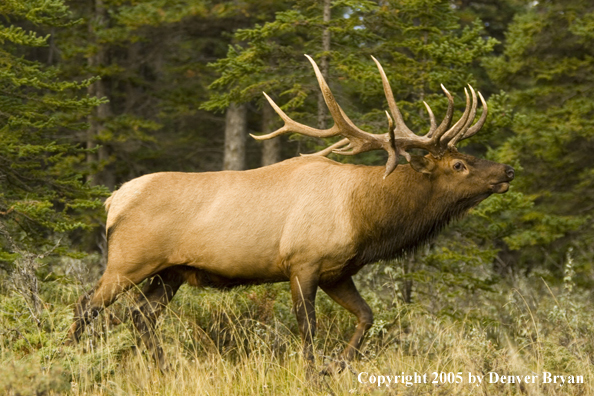 Bull elk in habitat.