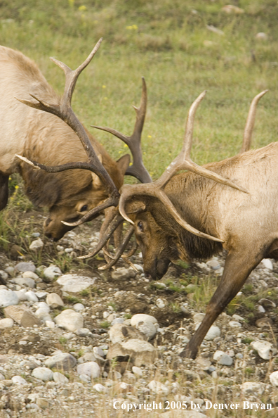 Bull elk fighting.