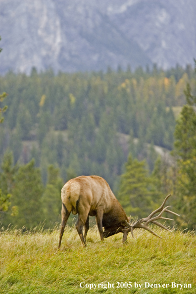 Bull elk in habitat.