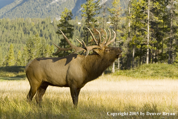 Rocky Mountain bull elk bugling.