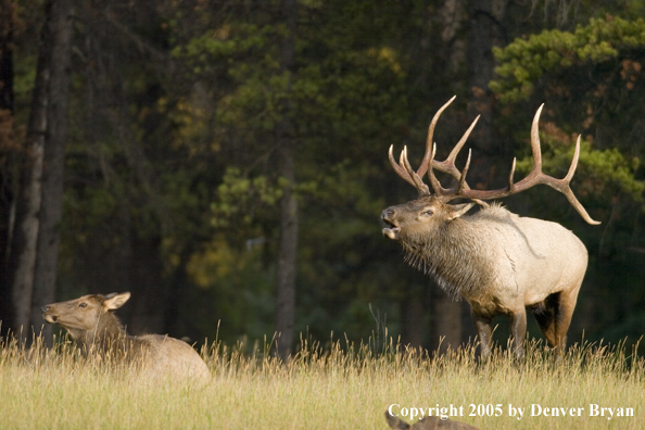 Rocky Mountain bull elk bugling with cows.