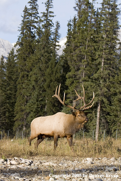 Bull elk in habitat.