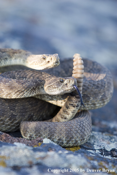 Rattlesnakes on rocks.