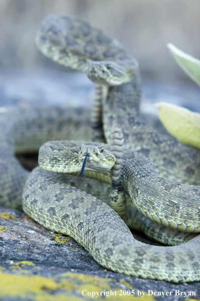 Rattlesnakes on rocks.