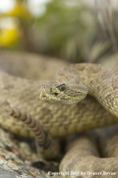 Rattlesnake on rocks.