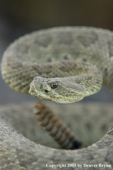 Rattlesnake on rocks.