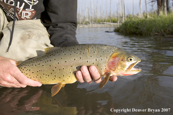 Flyfisherman releasing cutthroat trout.