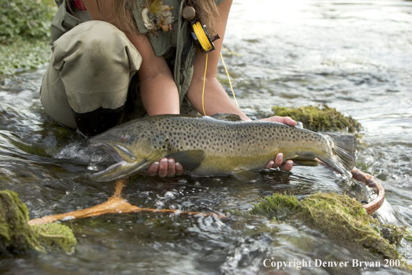 Woman flyfisher with large brown trout.