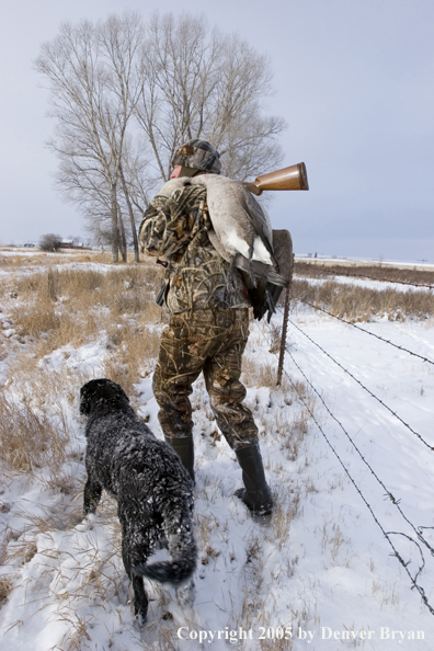 Goose hunter with black labrador in field displays bagged geese during the winter.