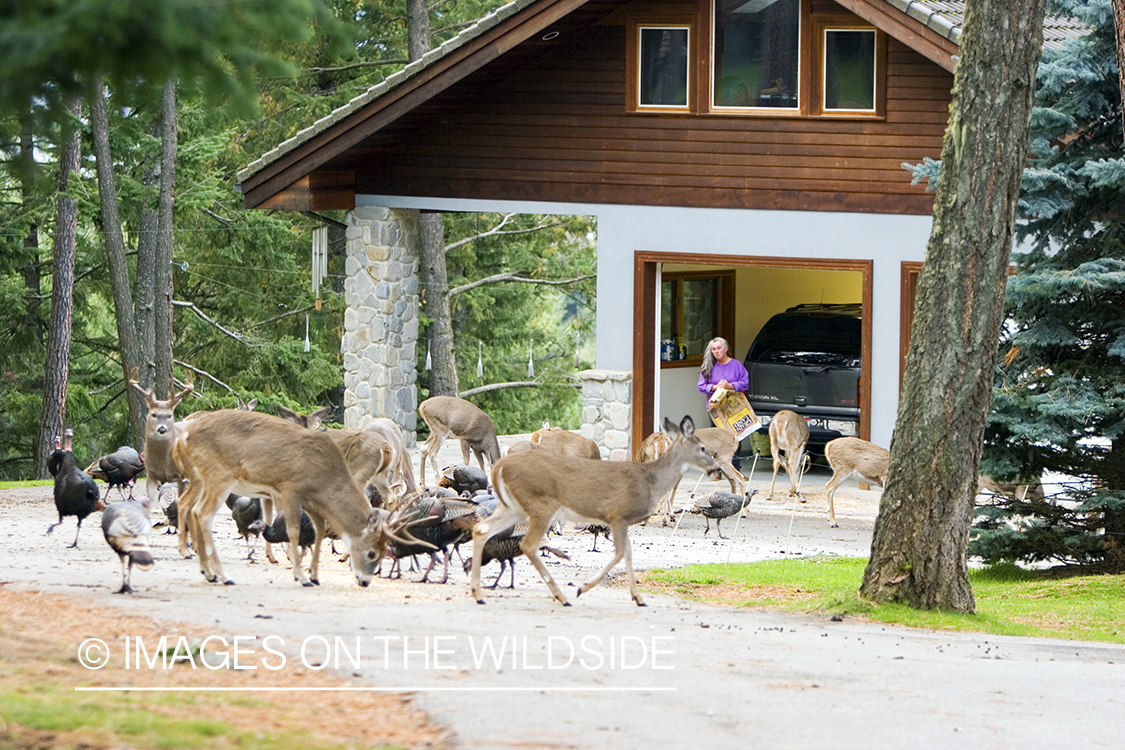 White-tailed deer in yard. 